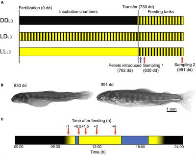 Light conditions during Atlantic salmon embryogenesis affect key neuropeptides in the melanocortin system during transition from endogenous to exogenous feeding